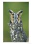 Long-Eared Owl, Asio Otus, Close-Up Portrait, Usa by Mark Hamblin Limited Edition Print