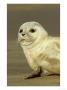 Common Seal, Close-Up Portrait Of Pup, Uk by Mark Hamblin Limited Edition Print