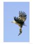 White-Tailed Eagle, Adult Carrying Fish, Norway by Mark Hamblin Limited Edition Pricing Art Print