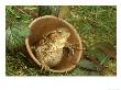 Common Toad, Sitting In Clay Flower Pot, Sheffield by Mark Hamblin Limited Edition Print