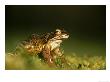 Common Frog, Adult On Moss, Scotland by Mark Hamblin Limited Edition Pricing Art Print