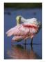 Roseate Spoonbill Preening Feathers With Billflorida by Brian Kenney Limited Edition Print