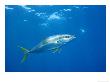 California Yellowtail, Open Sea, California, Usa by Richard Herrmann Limited Edition Print