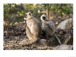 Grey Langur, Pair Sitting On A Rock, Madhya Pradesh, India by Elliott Neep Limited Edition Pricing Art Print