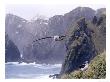 Grey Headed Albatross, Flying, South Georgia Island by Ben Osborne Limited Edition Print