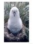 Grey Headed Albatross, Chick One Moth Old, South Georgia by Ben Osborne Limited Edition Print