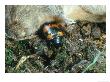 Burying Beetle On Dead Mouse by Oxford Scientific Limited Edition Print