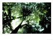 Cloud Forest, Venezuela by Oxford Scientific Limited Edition Pricing Art Print