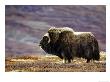 Musk Ox, Adult Female On Tundrain Autumn, Norway by Mark Hamblin Limited Edition Print