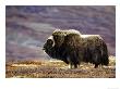 Musk Ox, Adult Female On Tundrain Autumn, Norway by Mark Hamblin Limited Edition Pricing Art Print