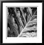 Morning Dew by Michael Joseph Limited Edition Print