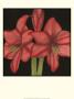 Striking Floral Iii by Jennifer Goldberger Limited Edition Print