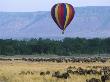 Hot Air Safari Balloon Above Wildebeest Herd, Masai Mara Nr Kenya, Animals On Annual Migration by Anup Shah Limited Edition Print