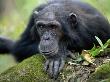 Male Chimpanzee, Gombe National Park, Tanzania, 2002 by Anup Shah Limited Edition Print