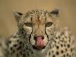 Female Cheetah Licking Nose, Portrait, Masai Mara, Kenya by Anup Shah Limited Edition Print