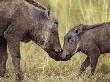 Warthog And Young Sniffing, Masai Mara, Kenya by Anup Shah Limited Edition Print