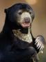 Malayan Sun Bear by Anup Shah Limited Edition Print