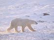 Large Male Polar Bear Walking Across Tundra, Wapusk National Park, Churchill, Manitoba, Canada by Lee Foster Limited Edition Print