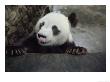 Giant Panda Leans On A Stone Railing, Yuantong Zoo, Kunming, Yunnan Province, China by Jodi Cobb Limited Edition Print