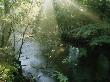 Sunlight Highlights A Small Creek In The Great Smokies, Tennessee by James P. Blair Limited Edition Print