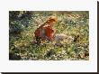 A Young Girl In A Flower Garden by Evert Pieters Limited Edition Pricing Art Print