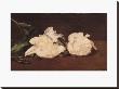 Branch Of White Peonies And Secateurs, 1864 by Edouard Manet Limited Edition Print