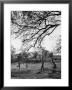 Springtime In Clarksville On A Farm With A Family Playing Baseball In The Yard by Yale Joel Limited Edition Pricing Art Print