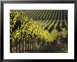 Vineyard, Napa, Napa Valley, California, Usa by Walter Bibikow Limited Edition Pricing Art Print