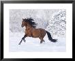 Bay Andalusian Stallion Running In The Snow, Berthoud, Colorado, Usa by Carol Walker Limited Edition Print