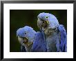 Hyacinth Macaw Pair, From South America, Endangered by Eric Baccega Limited Edition Print