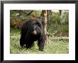 Black Bear Sow, Yellowstone National Park, Wyoming, Usa by James Hager Limited Edition Print