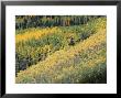 Aspen Trees In The Fall, San Juan Skyway, Colorado, Usa by Jean Brooks Limited Edition Print