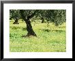 Landscape Near Trujillo, Caceres, Extremadura, Spain by Michael Busselle Limited Edition Print