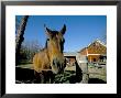 Horse And Farm, Near Kent, Connecticut, New England, Usa by Marco Simoni Limited Edition Print