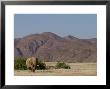 Desert-Dwelling Elephant, Loxodonta Africana Africana, Dry River, Hoanib, Namibia, Africa by Thorsten Milse Limited Edition Pricing Art Print