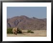 Desert-Dwelling Elephant, Loxodonta Africana Africana, Dry River, Hoanib, Namibia, Africa by Thorsten Milse Limited Edition Print