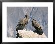 Two Condors At Cruz Del Condor, Colca Canyon, Peru, South America by Tony Waltham Limited Edition Pricing Art Print