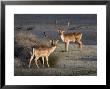 Fallow Deer Bucks, Dama Dama, Dallam Estate, Cumbria, England, United Kingdom by Steve & Ann Toon Limited Edition Pricing Art Print