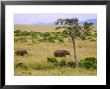 African Elephant Grazing In The Fields, Maasai Mara, Kenya by Joe Restuccia Iii Limited Edition Print