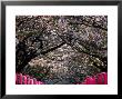 Pink Lanterns On Canopy Of Cherry Trees In Bloom, Kamakura, Japan by Nancy & Steve Ross Limited Edition Pricing Art Print