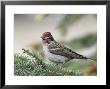 Close-Up Of Male Cassin's Finch In Pine Tree, Kamloops, British Columbia, Canada by Arthur Morris Limited Edition Print