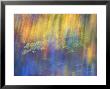 Trees Reflected In Car Window by Nancy Rotenberg Limited Edition Print