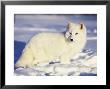Arctic Fox In Winter Coat, Alaska, Usa by Jim Zuckerman Limited Edition Print