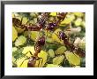 Close-Up Of Ants Harvesting Honeydew From Aphids, Lakeside, California, Usa by Christopher Talbot Frank Limited Edition Print