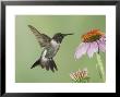 Ruby-Throated Hummingbird In Flight Feeding On Purple Coneflower, New Braunfels, Texas, Usa by Rolf Nussbaumer Limited Edition Pricing Art Print