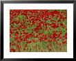 Poppy Field, Spain, Europe by John Miller Limited Edition Print