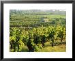 Vineyards, Provence, France, Europe by John Miller Limited Edition Print