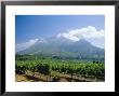 Vineyard, Stellenbosch, Cape Winelands, South Africa by Fraser Hall Limited Edition Print