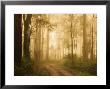 Country Road In Fog, Dandenong Ranges, Victoria, Australia, Pacific by Jochen Schlenker Limited Edition Print