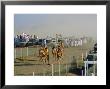 Camel Race Course, Mudaibi, Oman, Middle East by J P De Manne Limited Edition Print